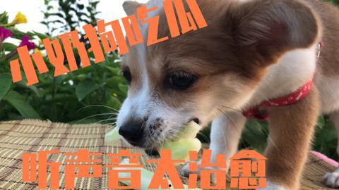 二狗在线吃瓜视频,揭秘娱乐圈幕后真相