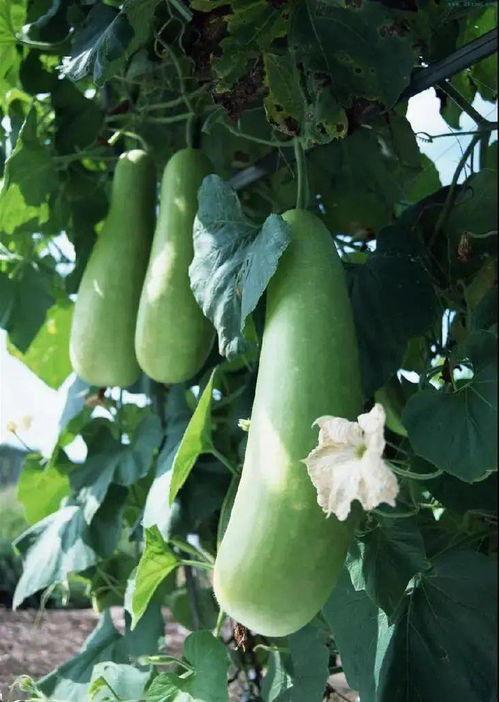 小希吃蒲瓜,小希的蒲瓜美食之旅