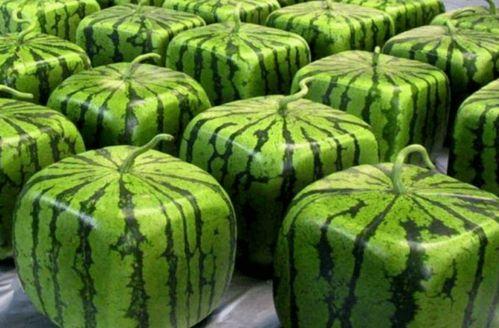 自由吃瓜基底,揭秘网络时代的娱乐狂欢与思考