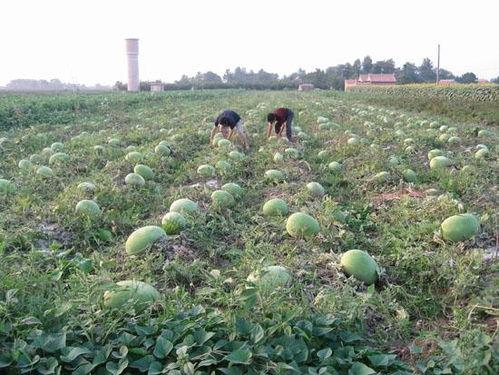 豆瓣自由吃瓜基地浙江,浙江版“瓜田”里的欢乐时光