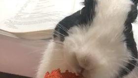 喵喵吃蓝瓜视频大全免费观看,免费观看喵喵吃蓝瓜视频大全