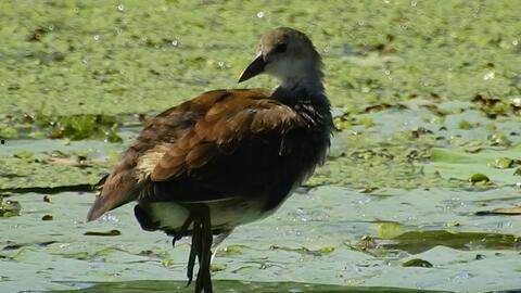大鸡吃小鸡什么瓜,揭秘“什么瓜”背后的趣味故事