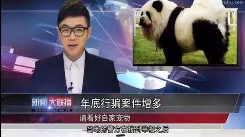 大鹏养家爆料新闻视频,独家视频内容深度解析