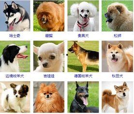 头条问答动物领域在哪,探索生物多样性与生态奥秘