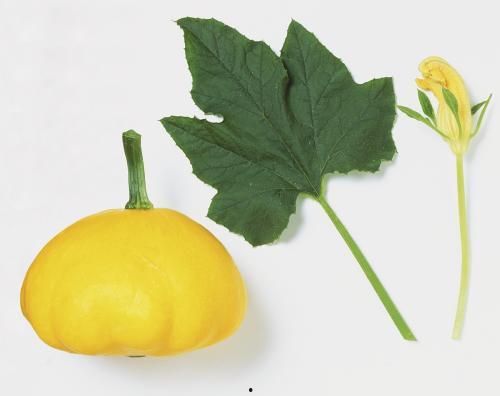 拉瓜叶子怎么吃,探索家常美味新选择