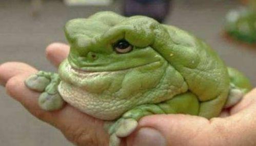 吃瓜蛙1234全部作品,穿越时空的奇幻之旅