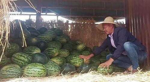 鹿角根付吃瓜群众,揭秘神秘食材背后的故事与吃瓜群众的热情