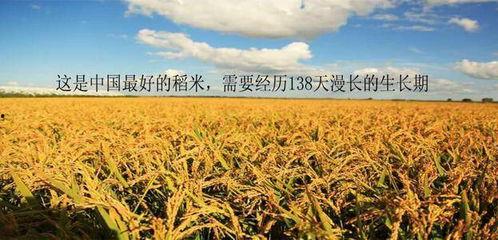 辛巴爆料五常大米视频,揭秘背后的惊人内幕