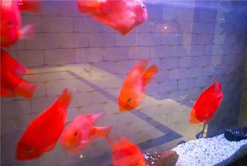 荥阳头条2018年,回顾荥阳年度热点与重大事件概览