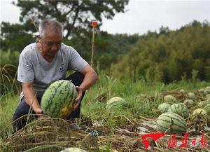 吃瓜打电话,社交新风尚背后的故事