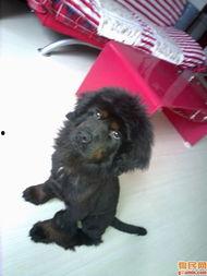 男明星獒犬,探寻男明星的独特魅力