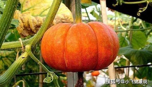 相信科学明了吃瓜