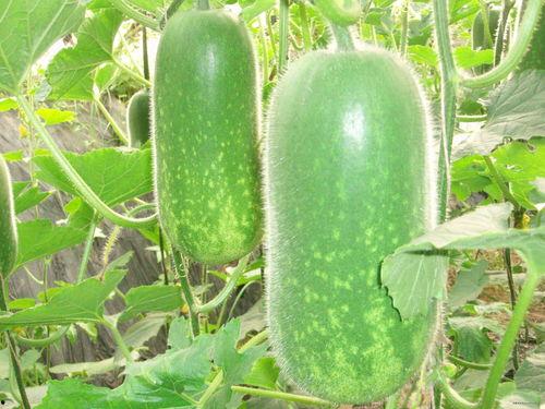 国贸大裤衩吃瓜,揭秘网红吃瓜背后的故事